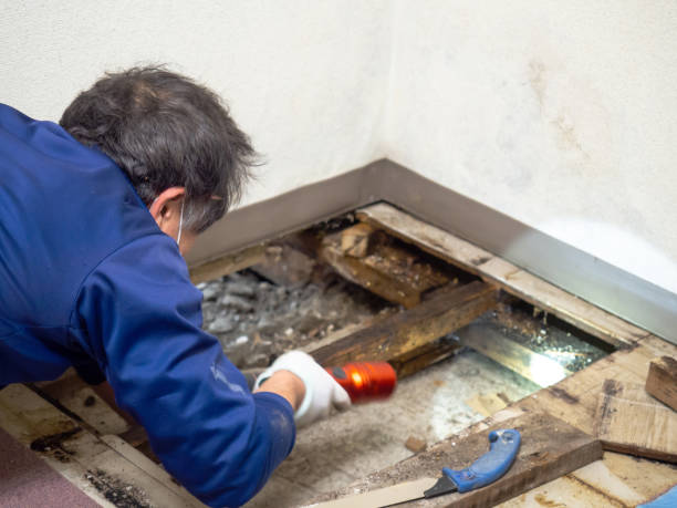 Best HVAC Mold Remediation in Lakeside, VA